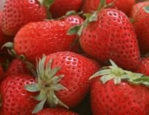 पतझड़ में रिमॉन्टेंट स्ट्रॉबेरी की छंटाई सर्दियों के लिए रिमॉन्टेंट स्ट्रॉबेरी की छंटाई कब करें