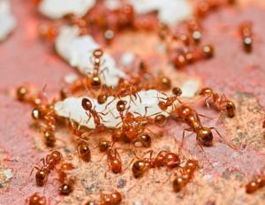 आप चींटियों का सपना क्यों देखते हैं - आप बड़ी संख्या में बहुत सारी चींटियों का सपना देखते हैं